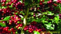 robusta coffee new