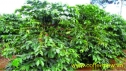 cây arabica1 coffeenew
