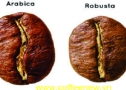 hạt arabica và robusta coffeenew1